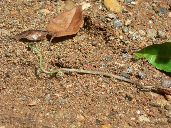 127- Serpent minuscule au abords de la riviere 